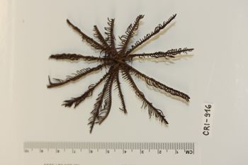 Media type: image;   Invertebrate Zoology CRI-916 Description: Preserved specimen.;